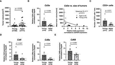 Intratumoral immunotherapy of murine pheochromocytoma shows no age-dependent differences in its efficacy